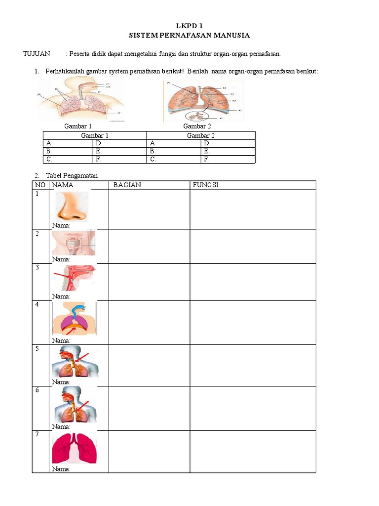 LKPD 1 Sistem Pernapasan PDF LKPD 1 Sistem Pernapasan PDF